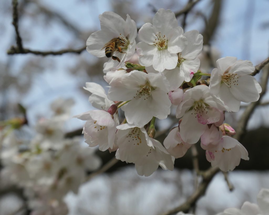 Ways to Help Honey Bees